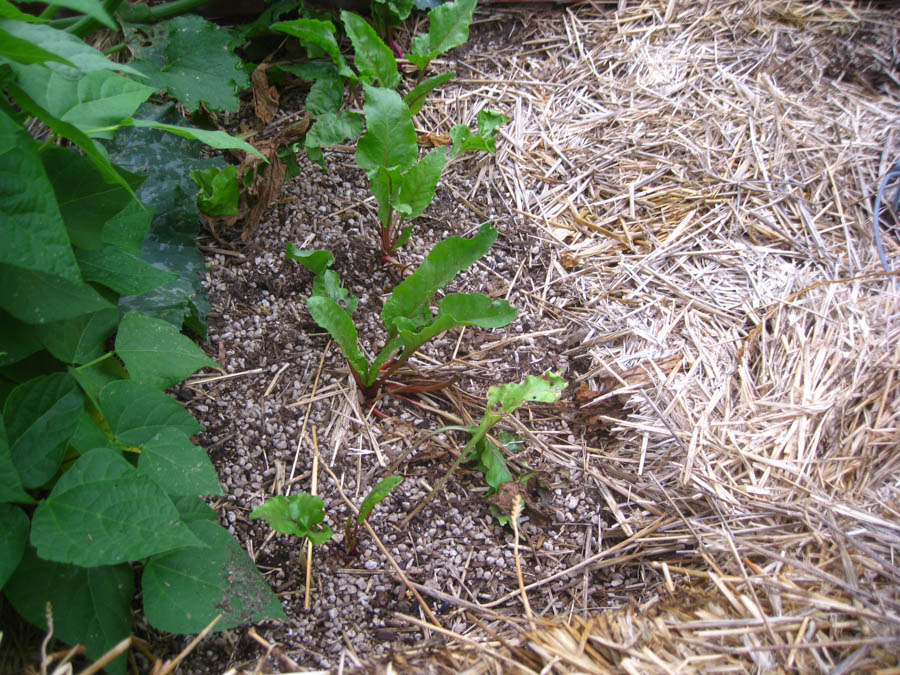 Early May 2017 in the garden