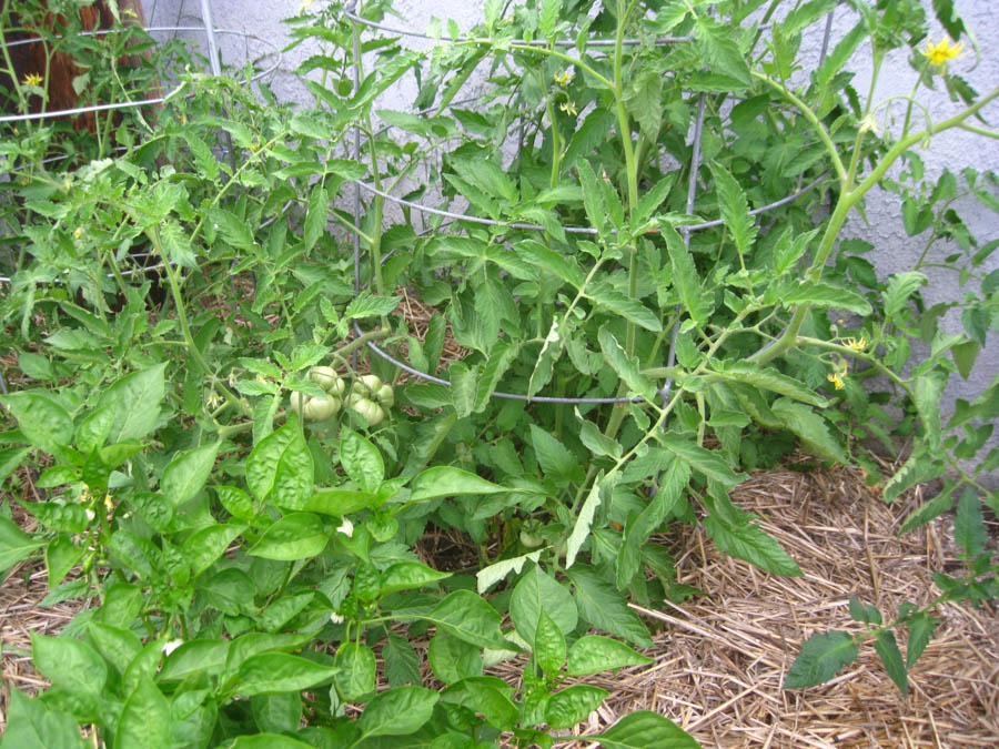 Early May 2017 in the garden