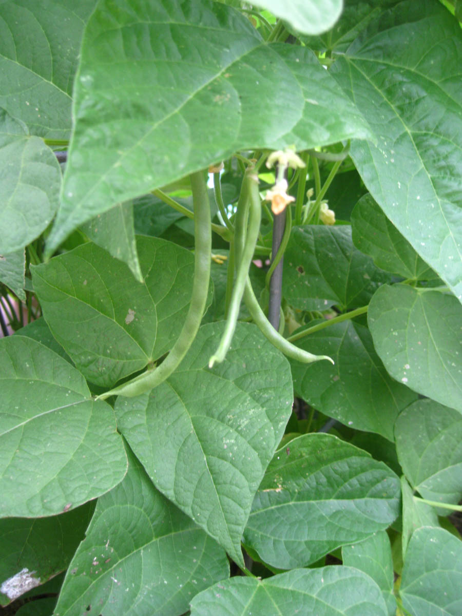 Early May 2017 in the garden