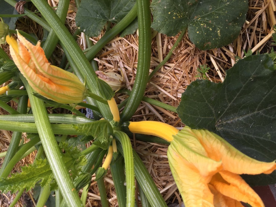 Making squash blossoms