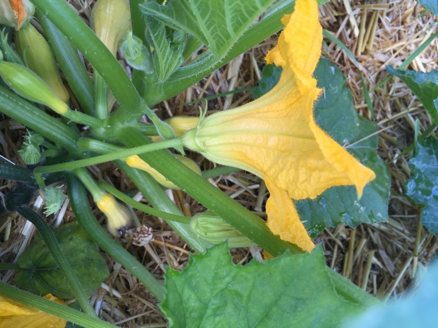 Making squash blossoms