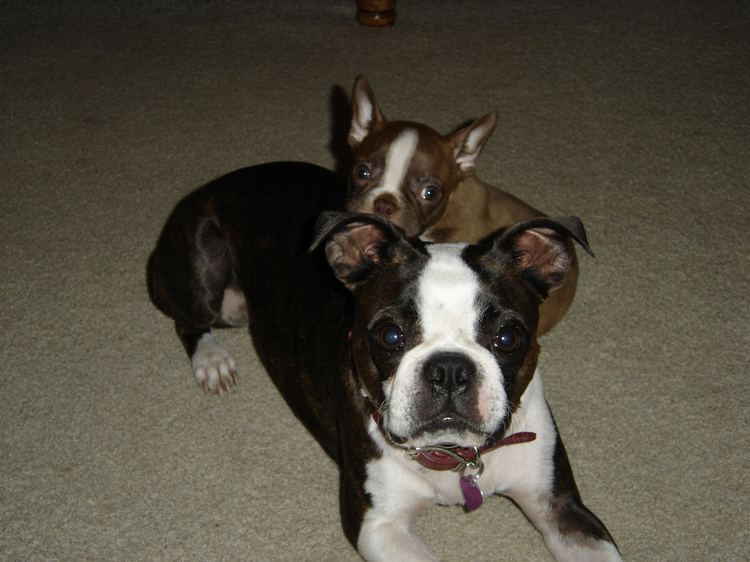 Frankie and Lulu