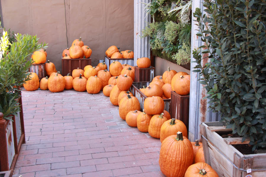 Visit to Roger's Gardens 9/9/2016 to see Halloween on display