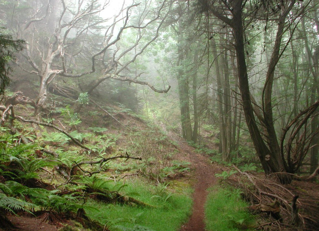 Foggy forests on the Munro trail