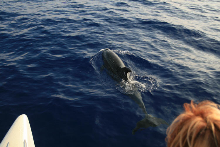 Lanai Vacation 2008  Sunset Cruise With The Whales