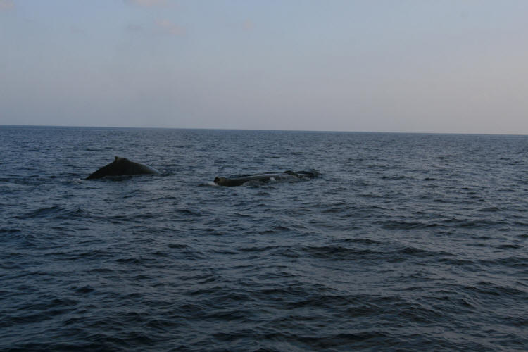 Lanai Vacation 2008  Sunset Cruise With The Whales