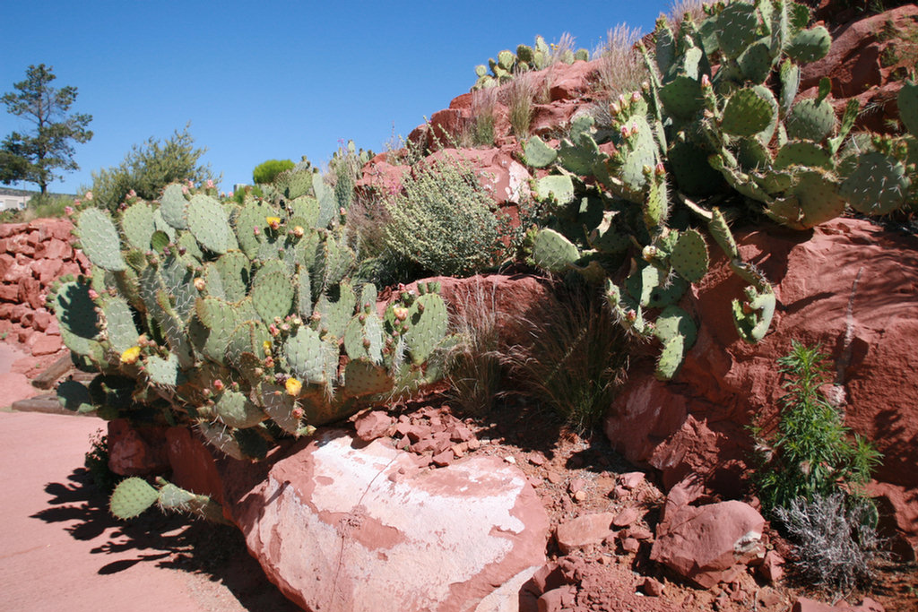 Sedona Golf 2008