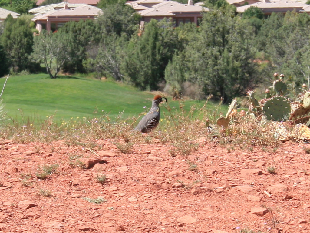 Sedona Golf 2008