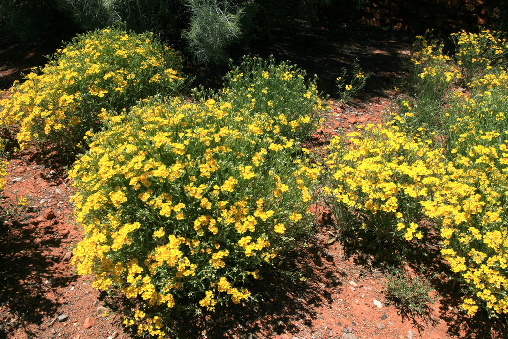 Sedona Golf 2008