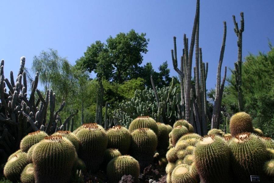 Huntington Gardens