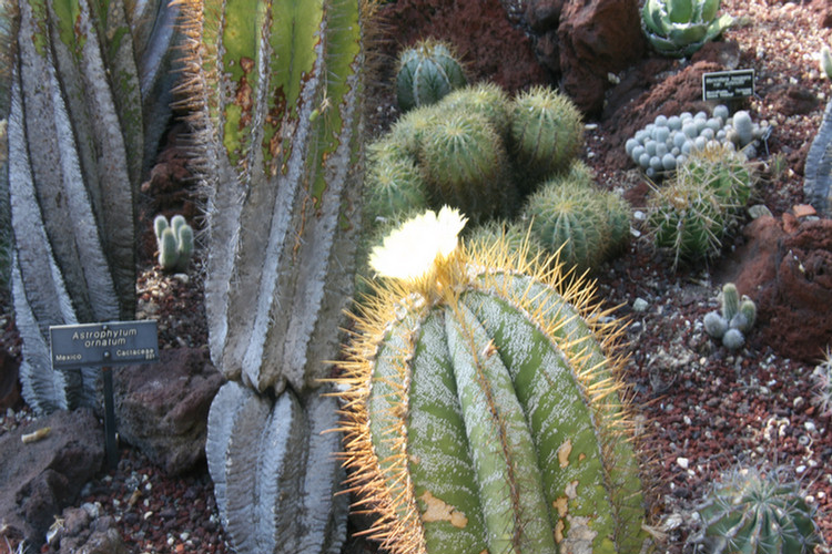 Huntington Library and Gardens August 2009