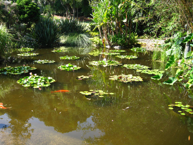 Lily pond