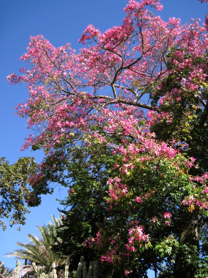 We Visited The Huntington Library & Gardens In October 2011