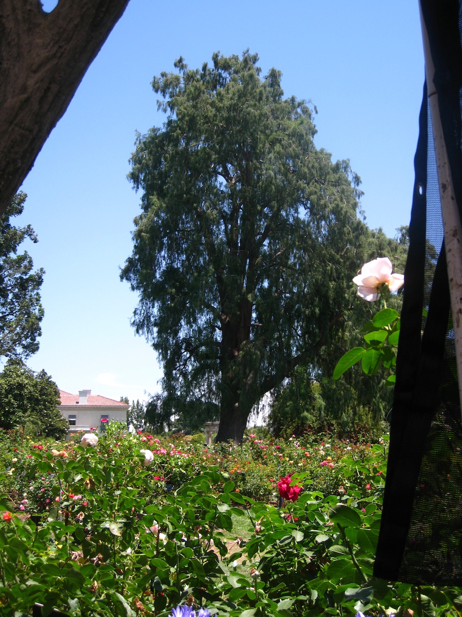 Japanese & Rose Gardens