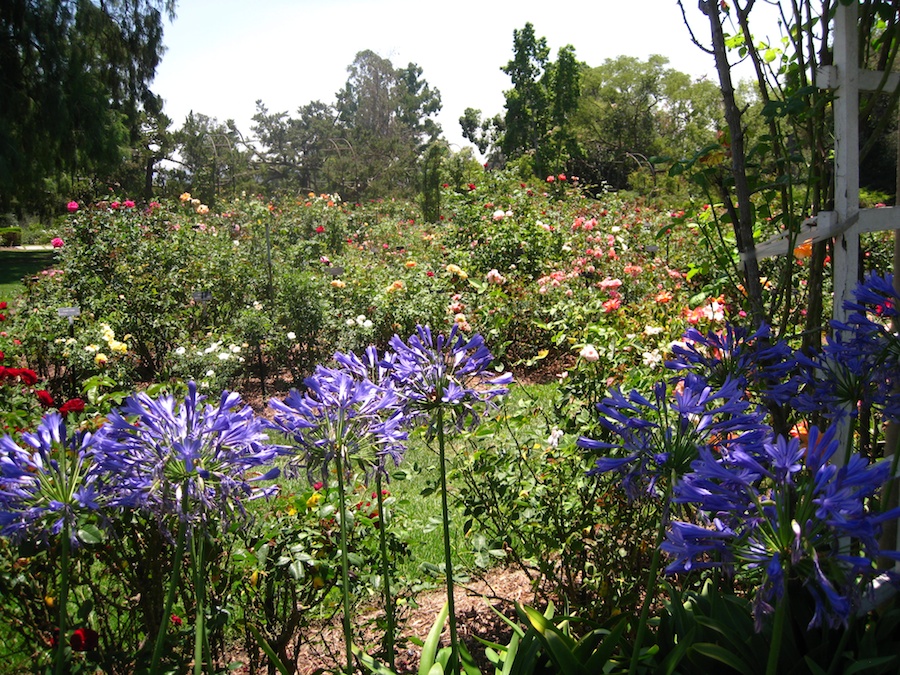 Japanese & Rose Gardens