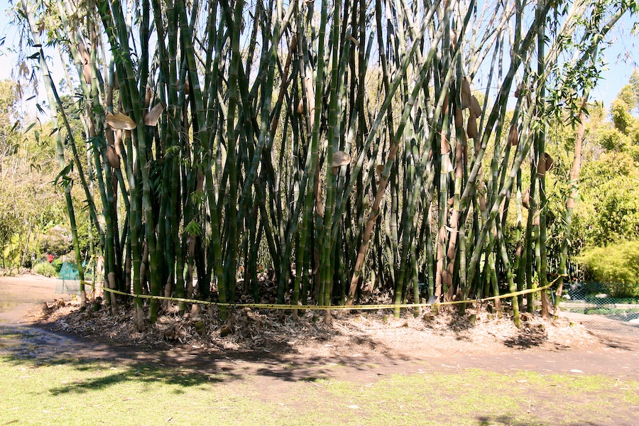 Celebrating five years retired at Huntington Gardens