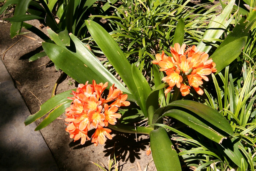 Celebrating five years retired at Huntington Gardens