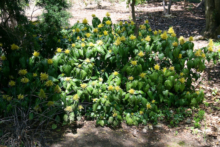 Celebrating five years retired at Huntington Gardens