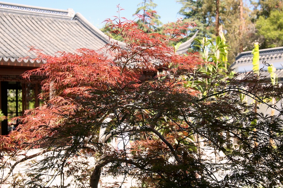 Celebrating five years retired at Huntington Gardens