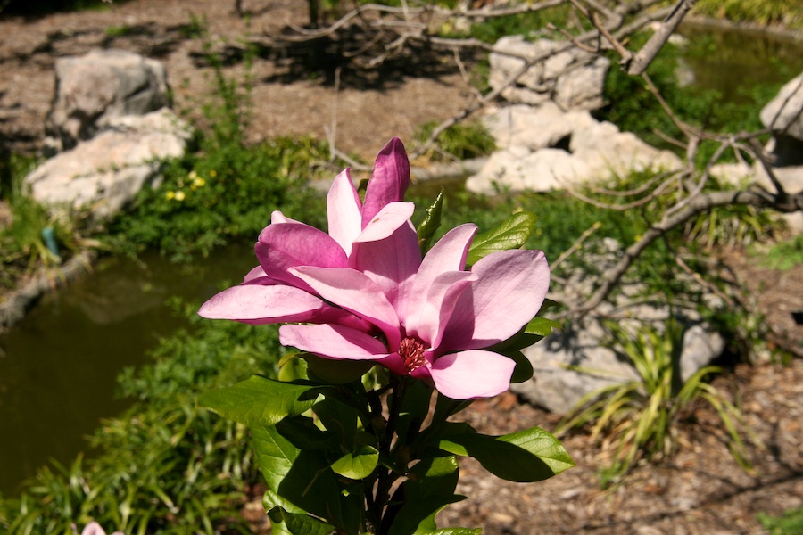 Celebrating five years retired at Huntington Gardens