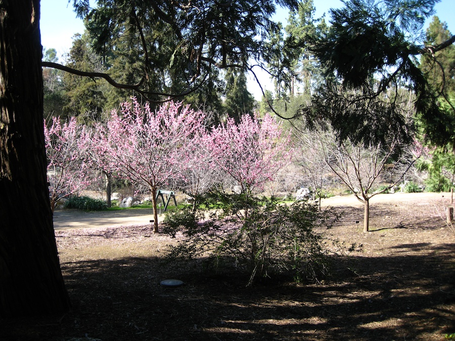 Visiting the Huntington Gardens 1/30/2013