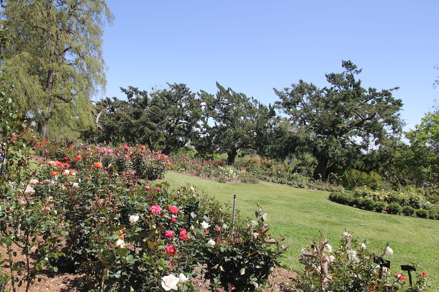 A visit to the Huntington Library & Gardens April 8th 2013