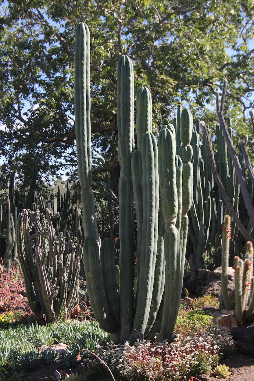 A visit to the Huntington Library & Gardens April 8th 2013