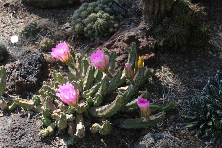 A visit to the Huntington Library & Gardens April 8th 2013