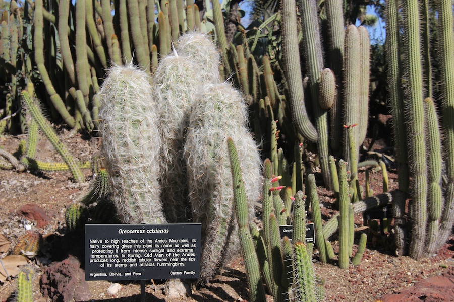 A visit to the Huntington Library & Gardens April 8th 2013