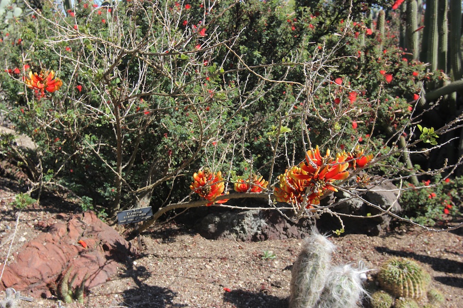 A visit to the Huntington Library & Gardens April 8th 2013