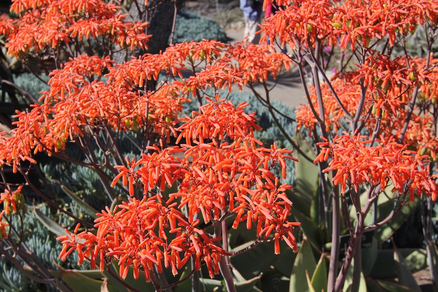 A visit to the Huntington Library & Gardens April 8th 2013