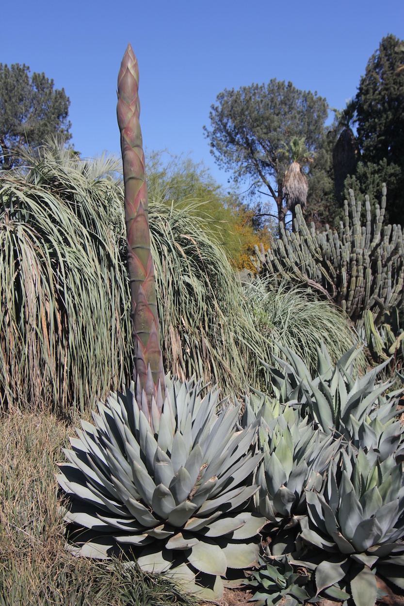 A visit to the Huntington Library & Gardens April 8th 2013