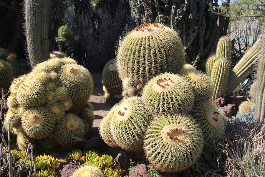 A visit to the Huntington Library & Gardens April 8th 2013