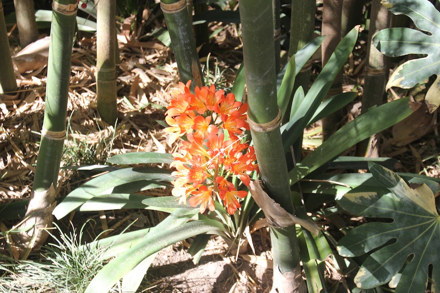 A visit to the Huntington Library & Gardens April 8th 2013