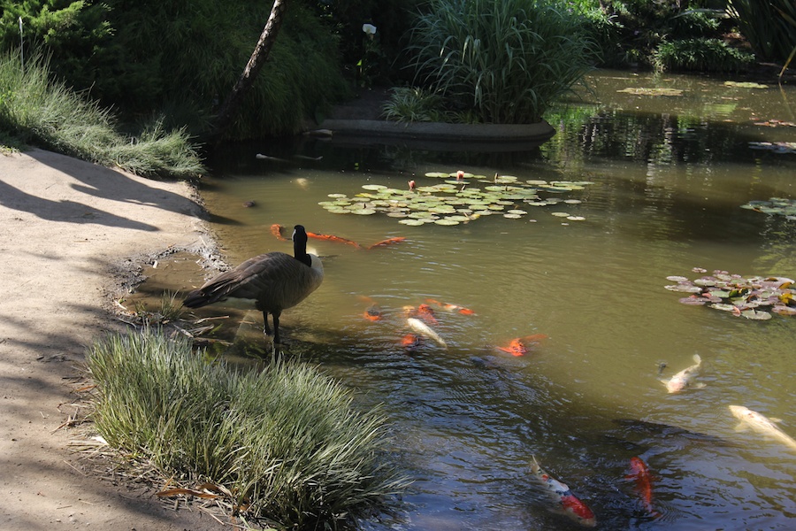 A visit to the Huntington Library & Gardens April 8th 2013