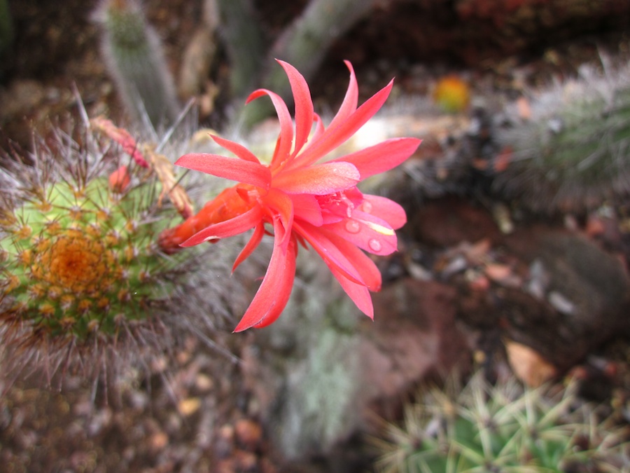 Huntington Gardens 10/9/2013