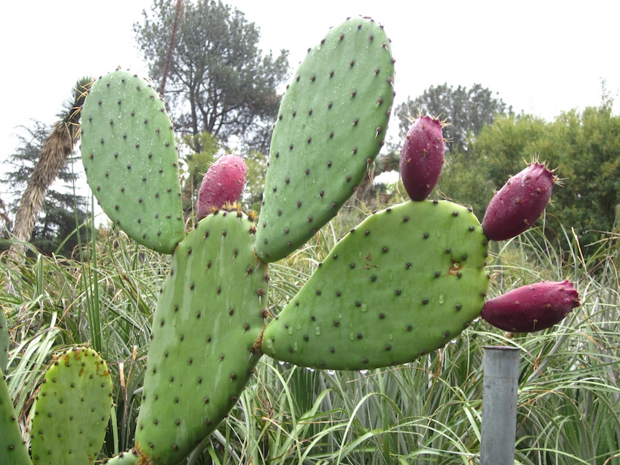 Huntington Gardens 10/9/2013