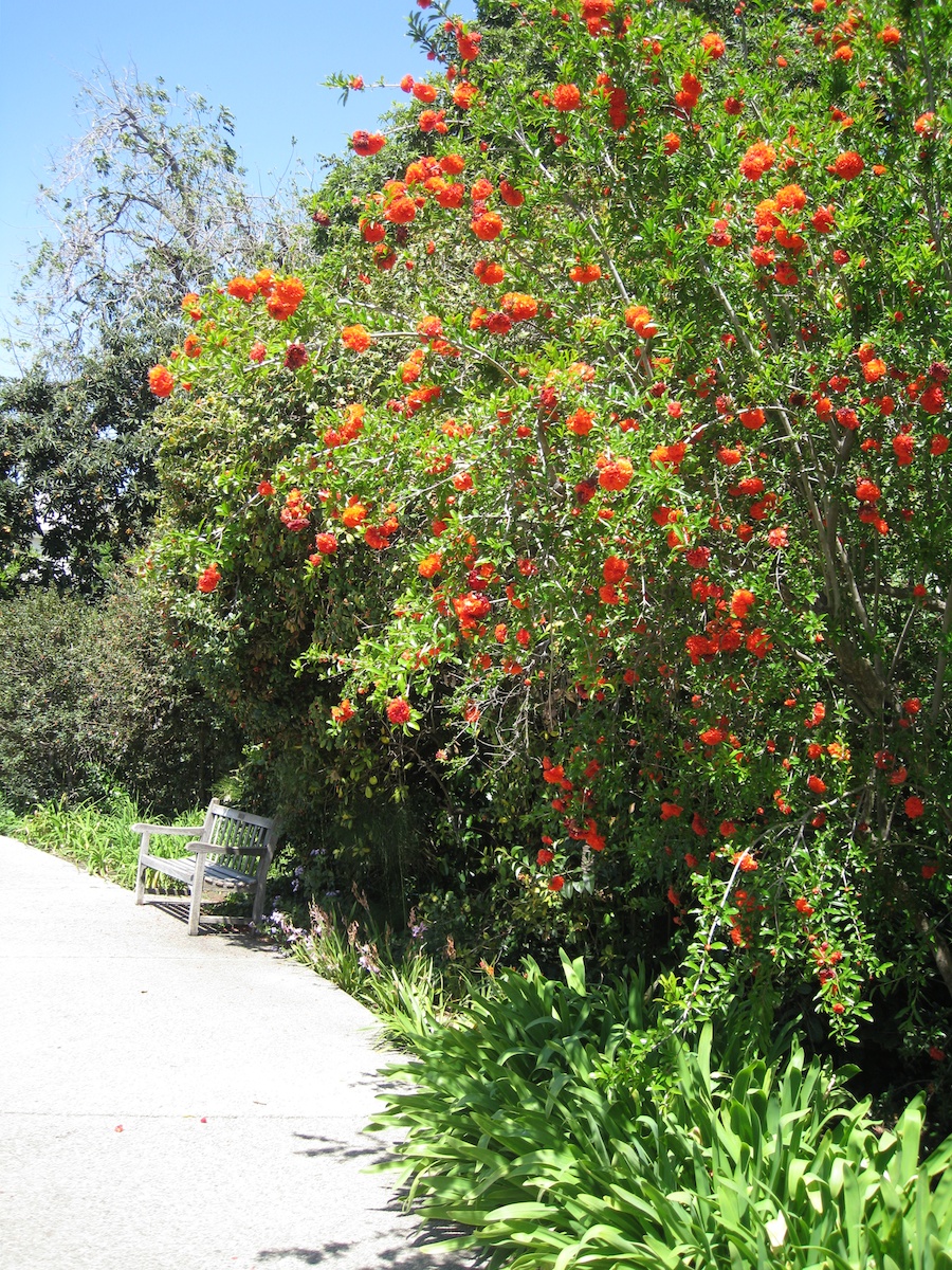 Huntington Gardens with the Porters 4/14/14