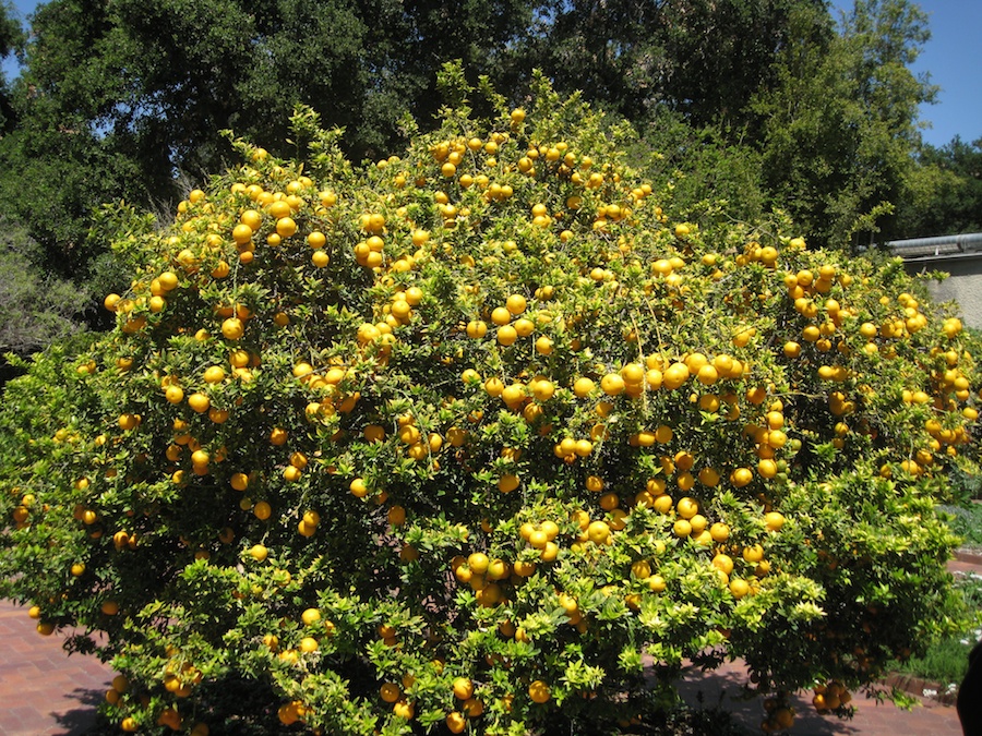 Huntington Gardens with the Porters 4/14/14