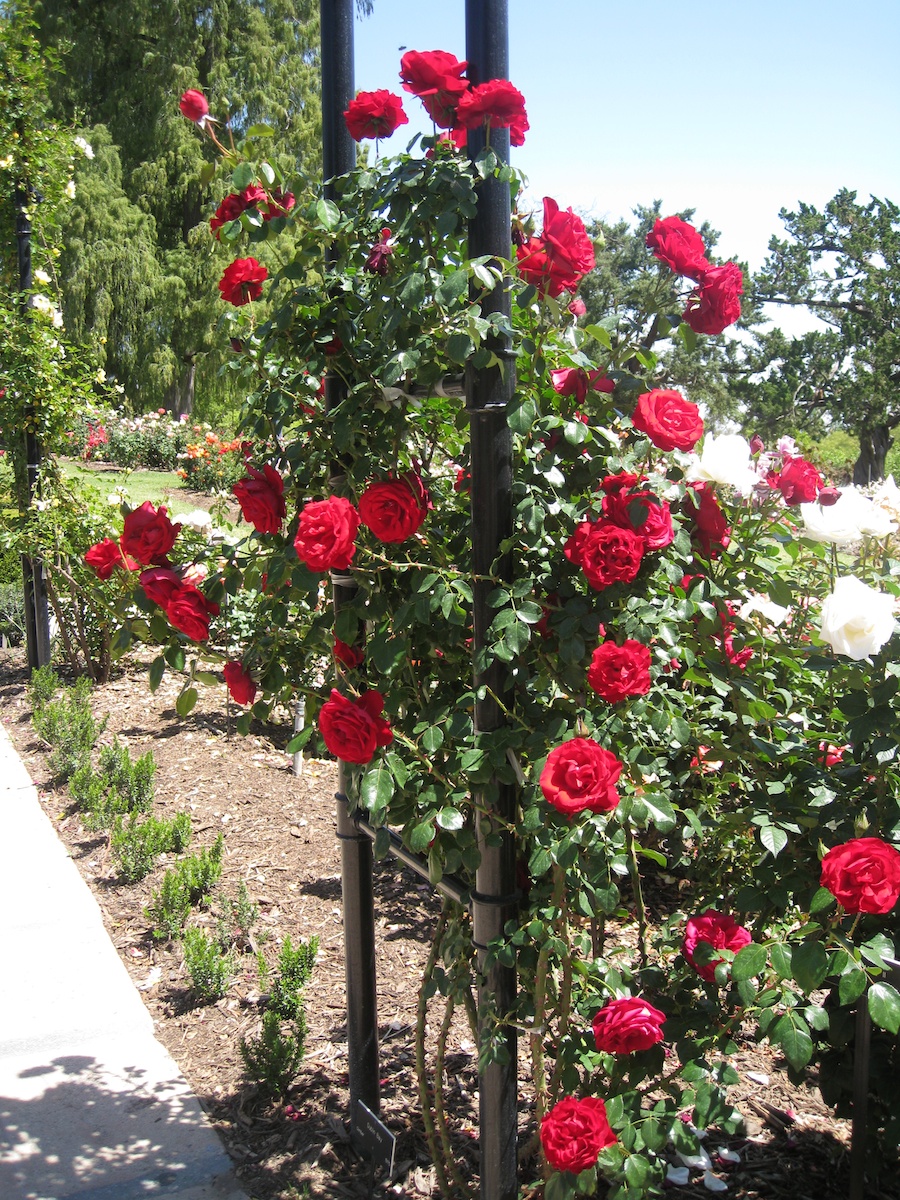 Huntington Gardens with the Porters 4/14/14