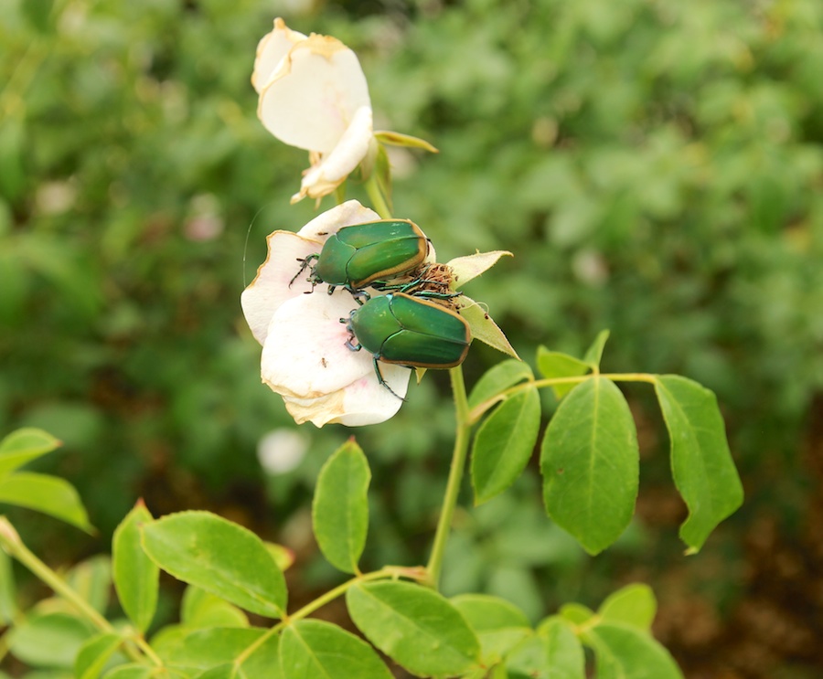 Birthday month visit to the Huntington July 2014