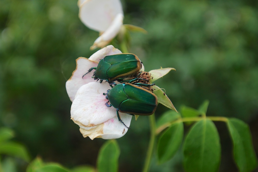 Birthday month visit to the Huntington July 2014