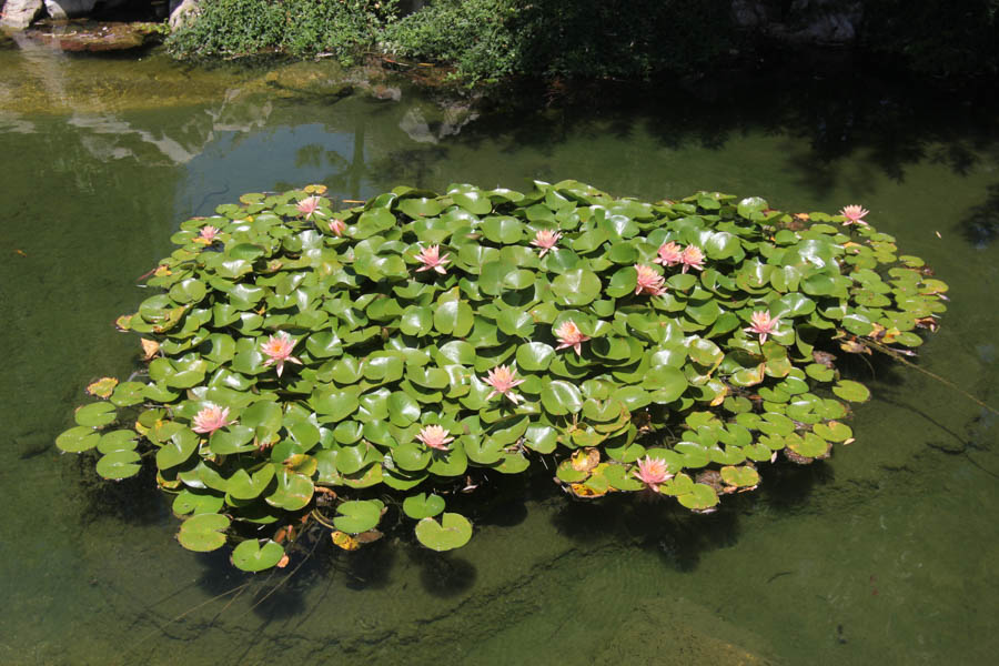 Visiting the Huntington Gardens July 13th 2015 with Charlotte and Greg