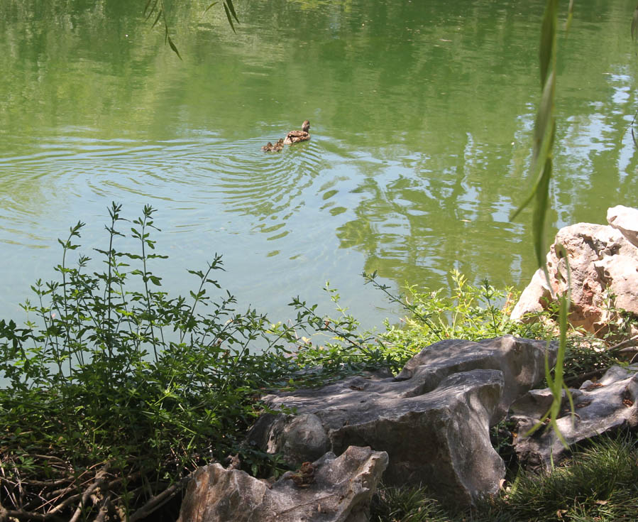 Visiting the Huntington Gardens July 13th 2015 with Charlotte and Greg