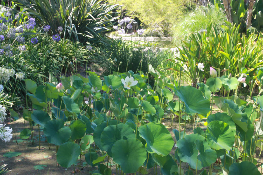 Visiting the Huntington Gardens July 13th 2015 with Charlotte and Greg