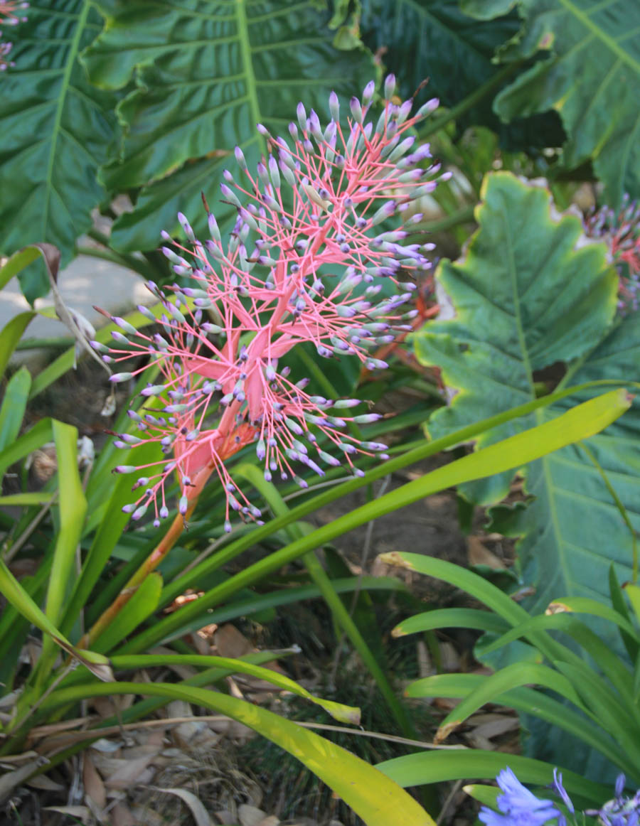 Visiting the Huntington Gardens July 13th 2015 with Charlotte and Greg