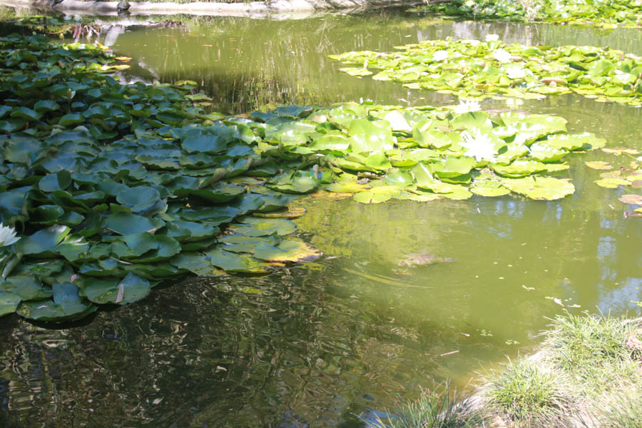 Visiting the Huntington Gardens July 13th 2015 with Charlotte and Greg