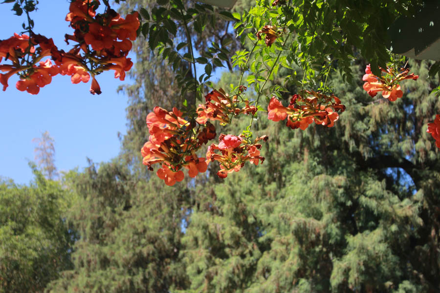 Visiting the Huntington Gardens July 13th 2015 with Charlotte and Greg