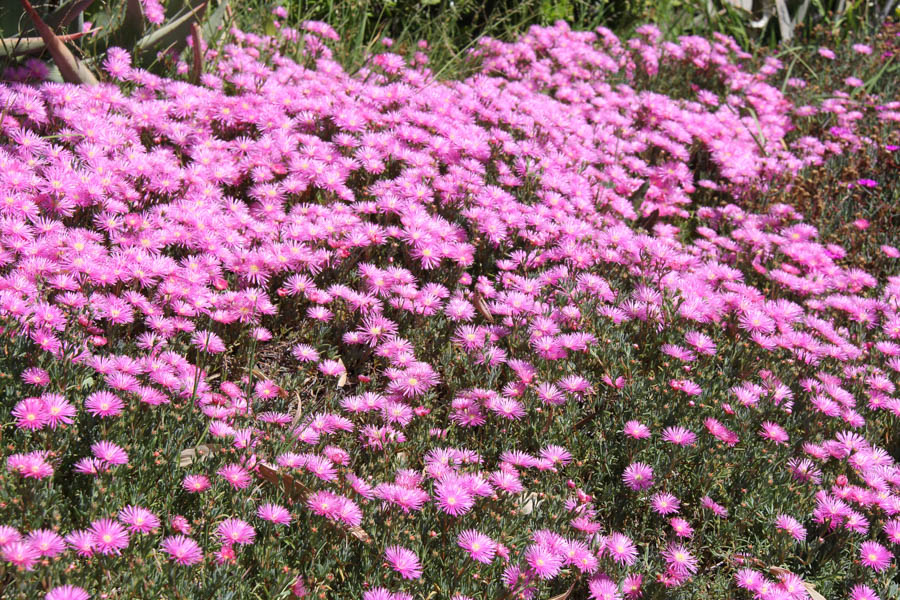 Walking in the Huntington Gardens March 2017