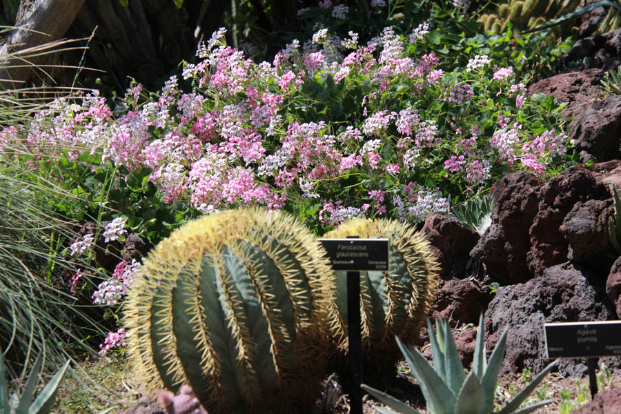 Walking in the Huntington Gardens March 2017